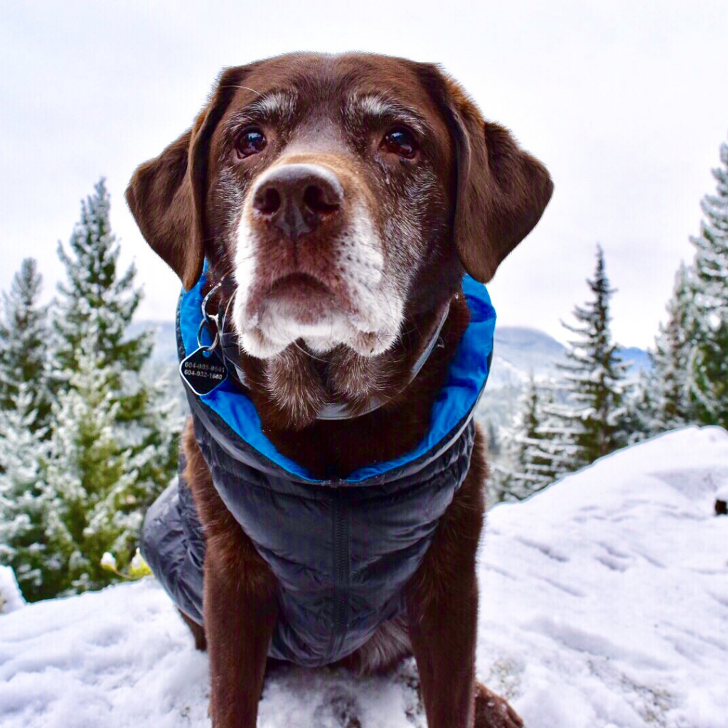 Local Whistler dog walking and sitting